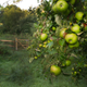 An old apple tree, but not the Old Apple Tree